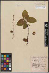Foto von Salix caprea L.